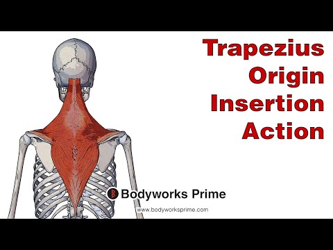 Trapezius Anatomy: Origin, Insertion & Action