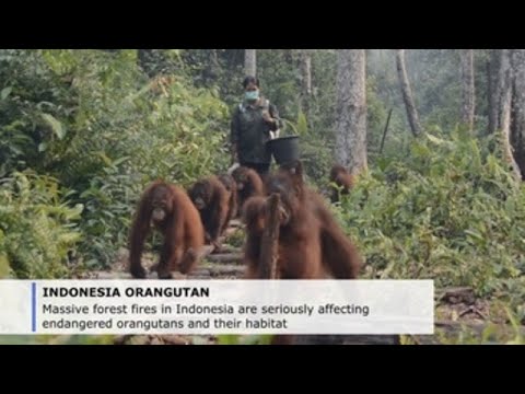 Indonesian wildfires threaten endangered orangutans