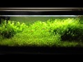 Led Or Fluorescent For Aquarium Plants