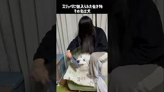 愛犬がスリッパが好きすぎて困る　#greatpyrenees #犬のいる生活 #大型犬のいる生活 #大型犬 #大型犬と暮らす #グレートピレニーズ #愛犬 #癒し