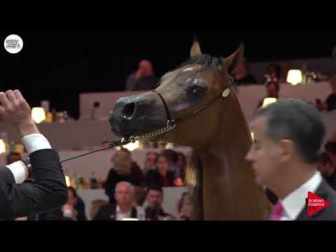N.90 TAMMAM ATHBAH - Paris 2018 - Yearling Colts (Class CM 4A)