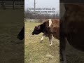 She can’t see, but she knows exactly where she’s going… SURPRISE 😘 #cow #cows #bestfriend #best