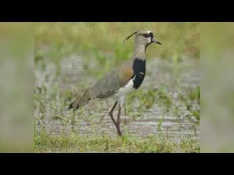 Cuando el Alcaravan Canta   Mario Tineo Instrumental Pajarillo