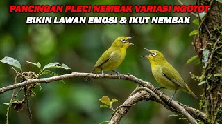 Download lagu PANCINGAN PLECI NEMBAK VARIASI TULIT TULI, BIKIN LAWAN NGOTOT DAN NEMBAK mp3