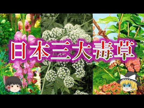 イタドリ、ヘビイタドリ 植物