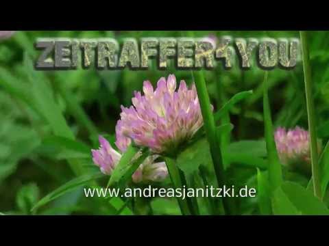 Wiesen Klee Trifolium pratense Rotklee red clover Blooming Timelapse Zeitraffer