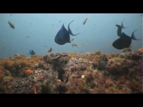 Aqua Planet - Protea Banks