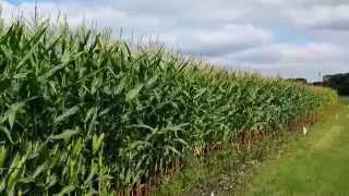 preview picture of video 'Corn Stalks - Winthrop, MN'