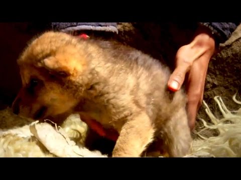 LE DERNIER LOUP de Jean Jacques Annaud