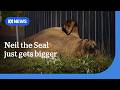 Neil the seal grows in size and fame, prompting warnings | ABC News
