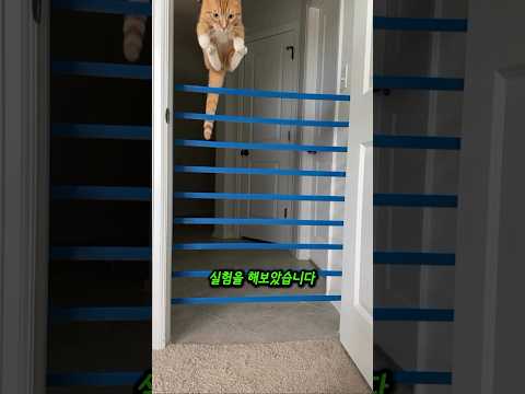 용감한 고양이의 점프실력❤️#shorts