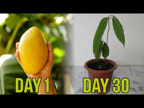 How To Grow A Mango Tree From Seed