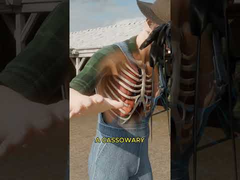 Horse Kick vs Cassowary Kick 🤔