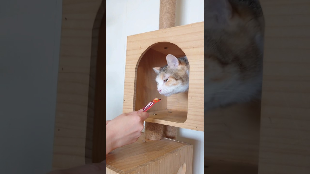 おやつだよ、出ておいで〈沖縄りみ〉