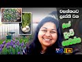 වසන්තයට සැරසෙන මගේ පුංචි ගෙවත්ත මල් ස�