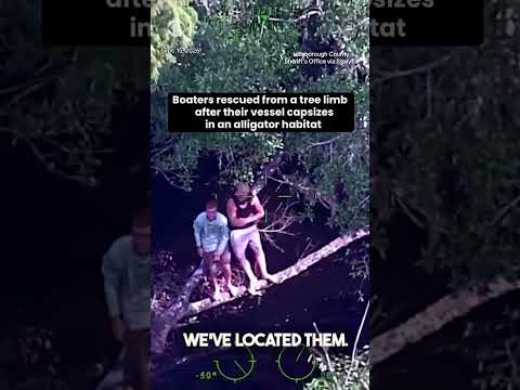 Boaters stranded on tree after their boat capsized in an alligator habitat #shorts