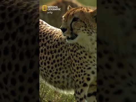 பெரிய இரையை வேட்டையாடிய தாய் மற்றும் மகன் சிறுத்தை 🐆 #natgeo #creativekillers