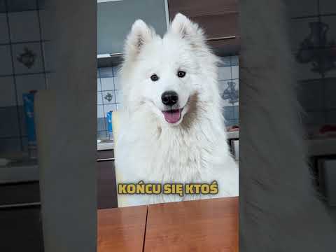 Przysięga miłosna - Stefek