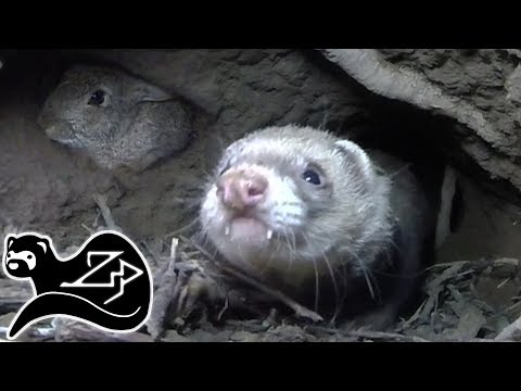 Tunnel Hunter - Sunrise Ferreting 15 Video