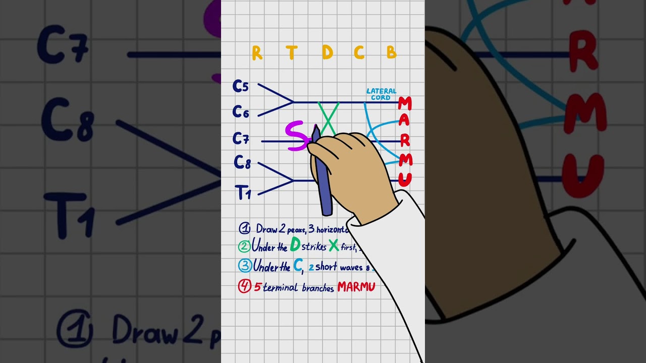 🧠 Brachial Plexus in 60 Seconds: Draw It or Drop Out ✍️