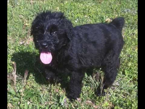 Giant Schnauzer