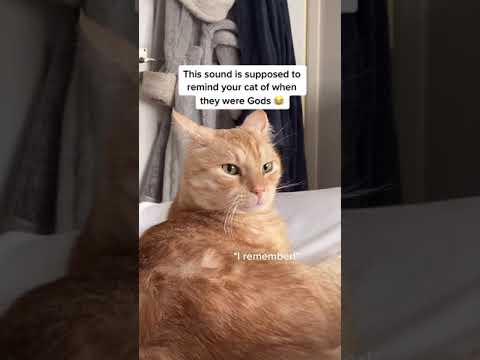 Try this  sound to your cat 🤣 Funny cats found on tiktok pt4 |  #shorts #funny @ montyandmilo