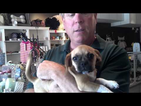 Puggle Furrylicious