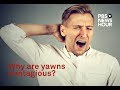 Why are yawns contagious? We asked a scientist