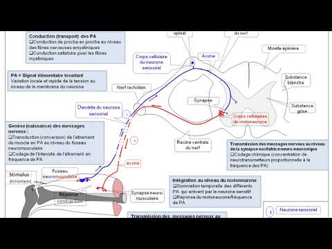 TS_Schéma_Bilan: Réflexe myotatique et système nerveux