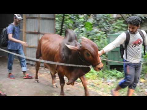 Qurbanir Goru (Akash khan er)