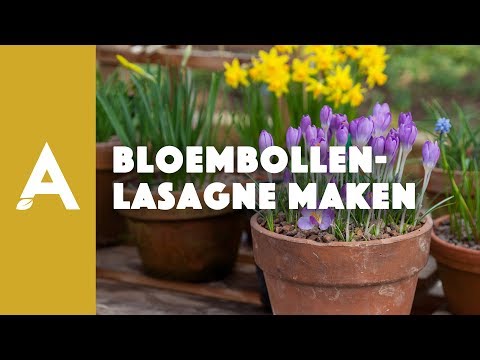 Hoe moet je een bloembollenlasagne maken?