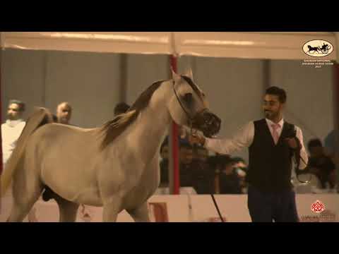 N 77 MUSHTABAH AL ZOBAIR   Bahrain National A H  Show 2022   Stallions 4+ Years Old Class 11A