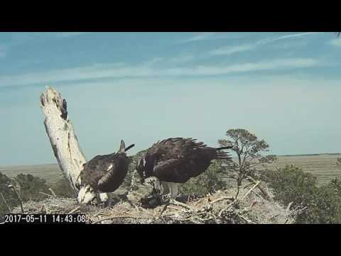 Male Delivers Fish for the Family in Savannah – May 11, 2017