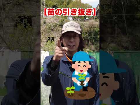 室内で苗を植え始める時期はいつですか?美しい野菜をどうやって食べるか？  庭園