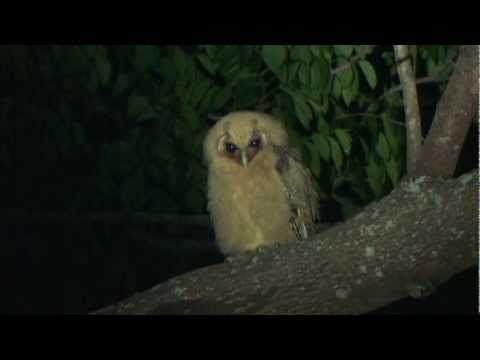 Sova jamajská — Jamaican Owl