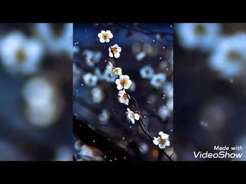 ❤️Aa Teri Tasveer Bana Loon❤️ Talat Mahmood: Film: NADAAN 1951.