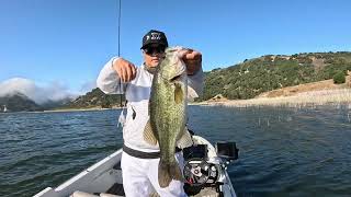 Dranckrazy Inazuma Spinner Bait and Kaesu Tranquil chatterbait