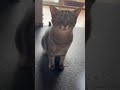Cat Meow Meow Shorts Cat Meow Meowmeow Meowing Catsoftiktok Catshorts Catlover Catsvideo