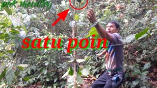 Download lagu cara pikat cucak ranting || pikat cucak ranting sumatra mp3