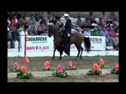 OCHUN DE VILLA MARGARITA, PASO fino colombiano SINCE grado B 2016