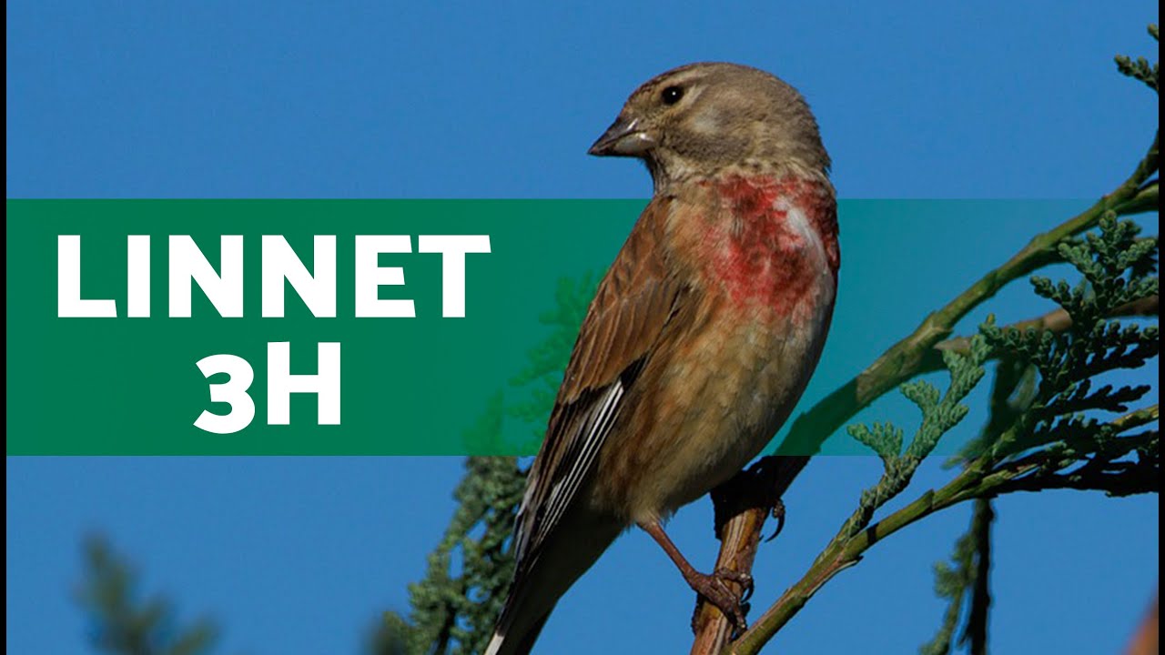 Song of the LINNET | Linnet Singing 3 HOURS