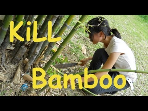 image-How do you get rid of invasive bamboo?