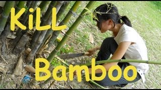 HOW TO GET RID OF BAMBOO from your yard!