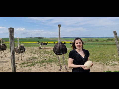 Comment ouvrir  un Œuf d'autruche