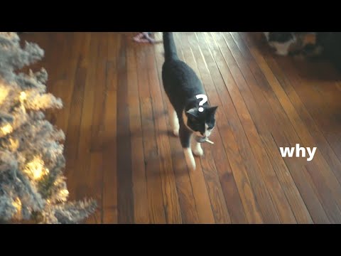 why does my cat play fetch?