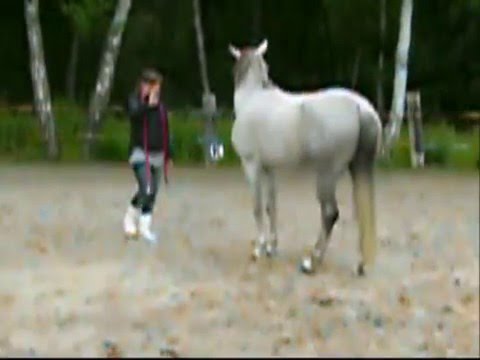 Nesj El Kyara @ Clickertraining