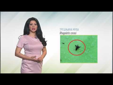 Zelena prognoza, 27.5.2016. - O trešnjinoj muvi