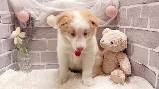 ボーダーコリーの動画01