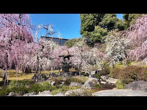 [February 22] Jonan Shrine Ume: A Thorough Guide to the Stunning Views of 60% Bloom