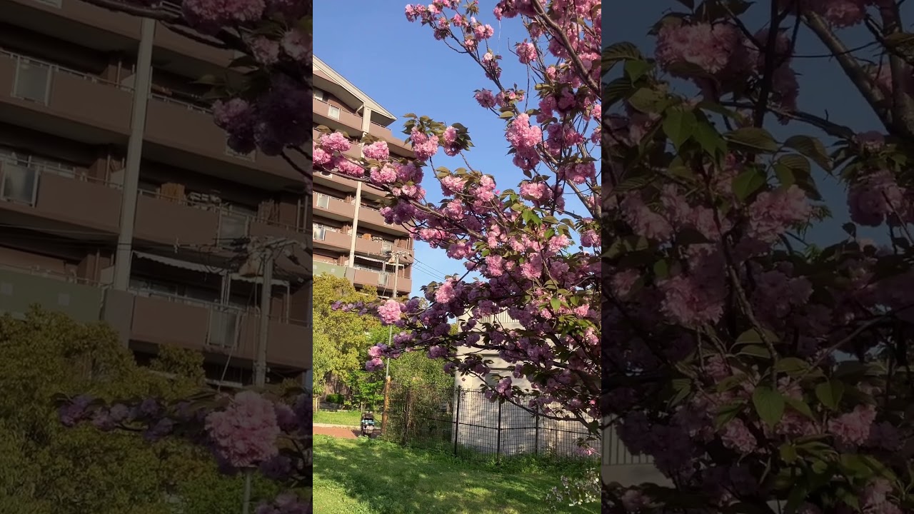 YouTube Short thumbnail